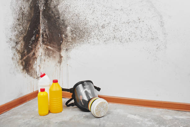 Grenada, MS Mold Removal Company