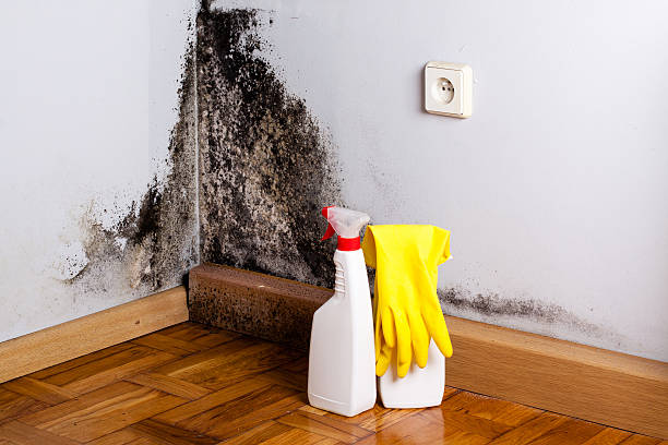 Best Local Mold Removal Service  in Grenada, MS